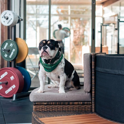 NetSpa Ice Vita Eisbad + Spa für 4 Personen mit Möbelset - multifunktional - 3kW