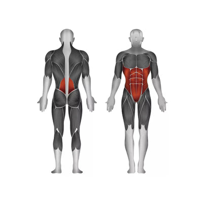 Bauchmuskel- und Rückenstreckermaschine (Multifunktional) - Gewichtsscheiben - Steelflex PL2400-BR