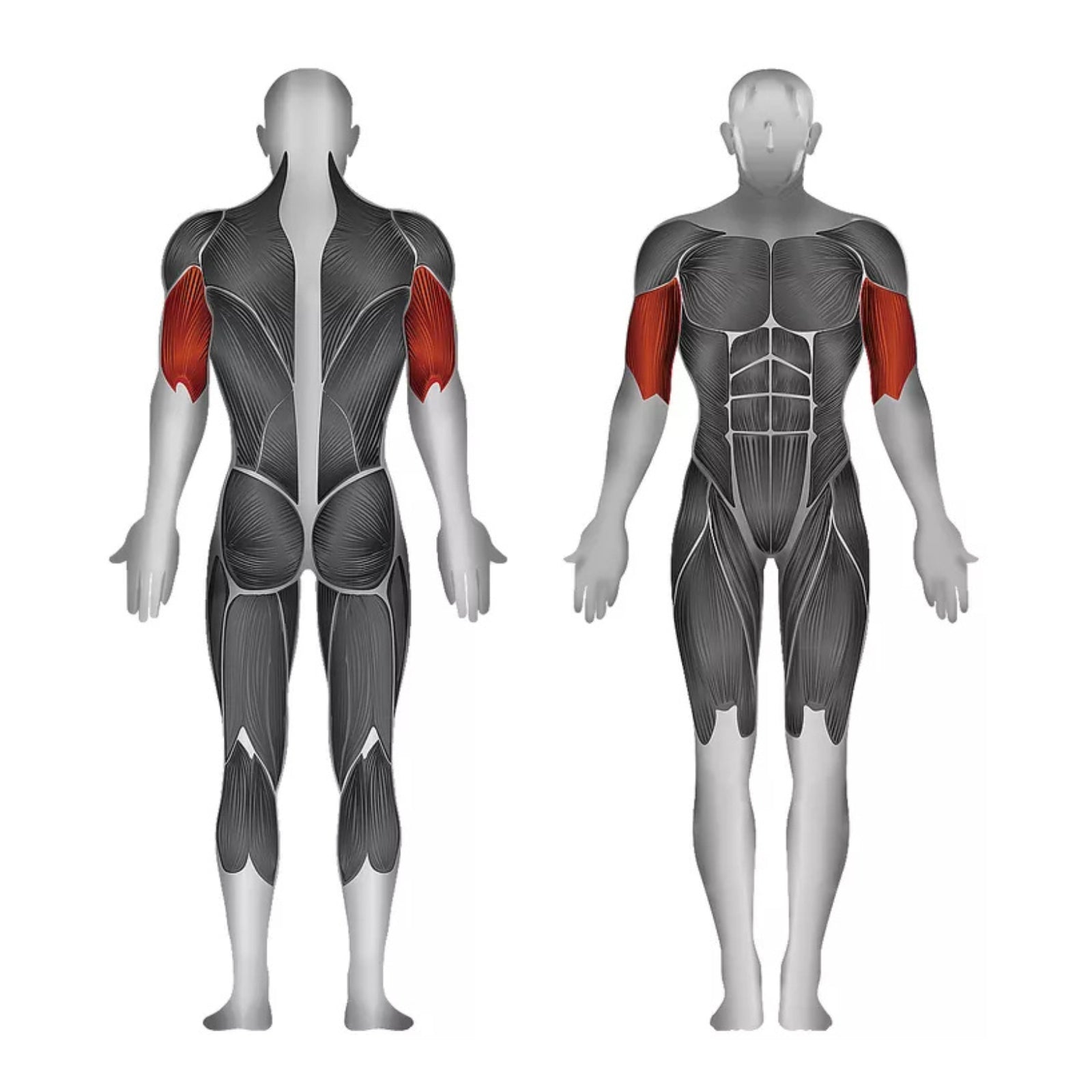 Bizeps-Curl- und Trizeps-Extension-Maschine (Multifunktional) - Gewichtsscheiben - Steelflex PL2600-BR