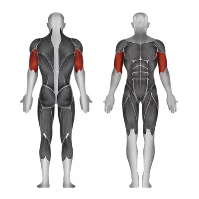 Bizeps-Curl- und Trizeps-Extension-Maschine (Multifunktional) - Gewichtsscheiben - Steelflex PL2600-BR