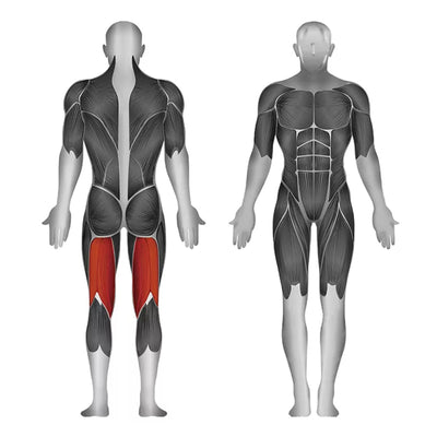 Beincurl-Maschine im Stehen – Gewichtsscheiben – Steelflex PLSLC-BR